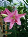 [6275 Lilium 58 No01.JPG]